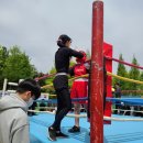 일도복싱 이미지