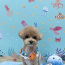 디어마이몽 이미지