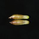 여우꼬리 이미지