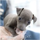 부산 강아지분양 도로시펫 이미지