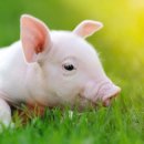 대물축산 이미지