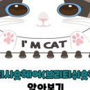 수원고양이전문분양아임캣