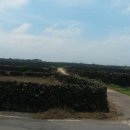 동성마을 (제주버스터미널방면) 이미지