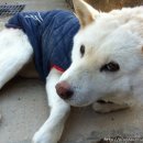 담하가비 이미지