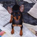 미니어처 우리집 이미지