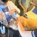 양주 센트럴 동물병원 이미지