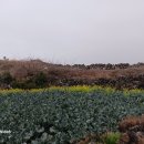 제주 한림 3, 2리 마을길과 한림 해안따라 용운동까지 꼬닥꼬닥걷기... 이미지