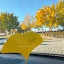 은행나무길(경제진흥원앞) | 💛 아산 곡교천 은행나무길 실시간