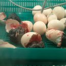 지산농장 이미지