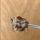 정성로스 이미지