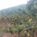 상아농장 이미지