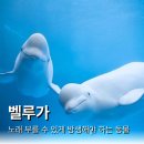 하얀고래 이미지