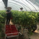 봉소3리 이미지