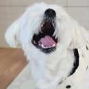 메디펫동물병원 이미지