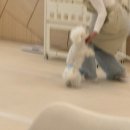 멍브라더 애견카페 | 광주 상무지구 신상 실내애견카페 멍앤빈 방문후기