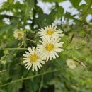 상촌 다목적광장 이미지