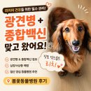 누리종합동물병원 - 259 | 일산 동물병원 추천 강아지 광견병 예방접종 종합백신 시기 봄꽃동물병원 후기