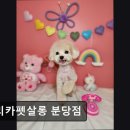아리카 펫 살롱 분당점 | (성남, 애견미용, 추천!) 아리카펫살롱 분당점 성남 애견미용 아리카펫살롱 추천