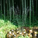 [여름여행]담양 대나무 테마공원 이미지