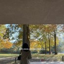 호암미술관 | 경기도 용인 호암미술관 11월5일 후기