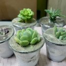 햇빛촌 농원 이미지