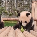 바오고스 이미지