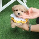 경기도 수원시 팔달구 효원로219번길 46-4 (인계동) 이미지