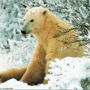 백곰