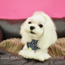 코코애견샵 이미지