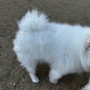 유올리 | 전주 애견카페 추천, 유올리 솔직 후기 (운동장 넓고 사진 잘 나와요)