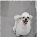 보람애견미용 | 애견미용 우리 아이가 너무 행복해요! 애견미용 후기
