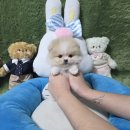 우리펫 강아지분양 성동구점 | 광주강아지분양 고양이분양 펫왕국 입양 과정과 후기