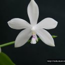 Phalaenopsis tetraspis var .alba 이미지