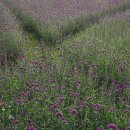 시흥시청 이미지