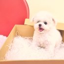 몽냥몽냥 강아지분양 은평점 | 은평강아지분양, 건강하고 예쁜 강아지 분양받는 꿀팁!