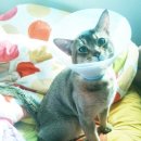 구로종합동물병원 이미지