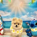 퐁실그루멍 이미지