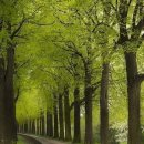 A tree tunnel in Germany 💚💚💚💚 이미지