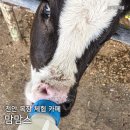 대평1리마을회관 | 천안 목장카페 맘맘스 동물 먹이주기 체험