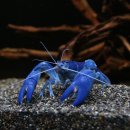 블루 사파이어 가재[Blue Sapphire Crayfish] - BSC 이미지