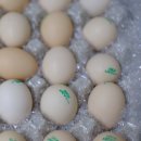 올래농장 이미지