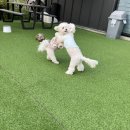 카페리브어스 이미지