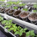 구로농장 이미지