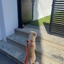 그루미송 이미지