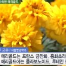 메리 골드 이미지