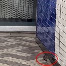[OK!제보] 서울 지하철에 처음 나타난 쥐…시민은 '깜짝' 이미지