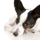 좋은 친구들 동물병원 이미지