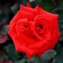 장미공원 이미지