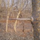 통풍에좋은식품.통풍치료에좋은식품.통풍에좋은약초.통풍치료에좋은약초. 이미지