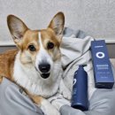 카페인 | (탈모샴푸 추천)피토페시아 카페인샴푸 사용후기